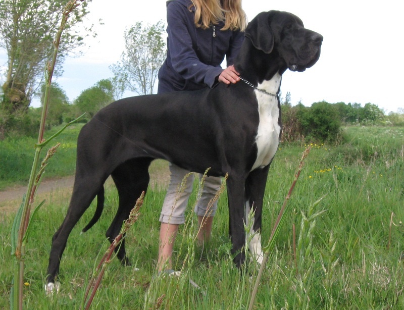 Elle des geants du bocage