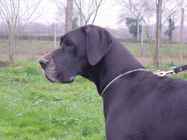 Téva des geants du bocage