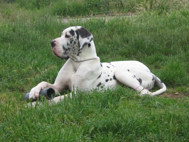 CH. Barkley des geants du bocage