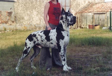 Romeo des geants du bocage