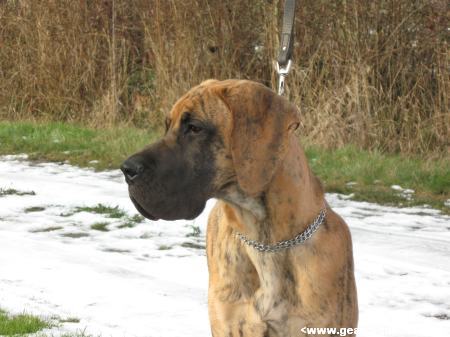 Djazy des geants du bocage