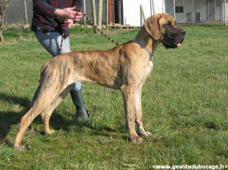 Djazy des geants du bocage