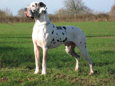 CH. Barkley des geants du bocage