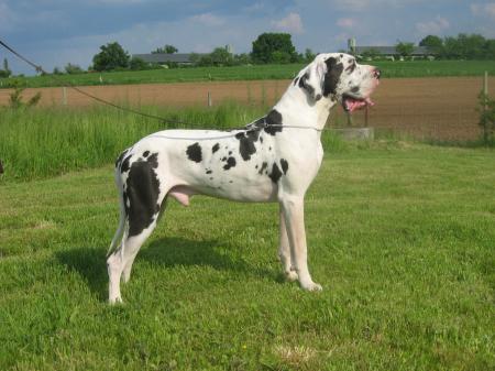 CH. Barkley des geants du bocage