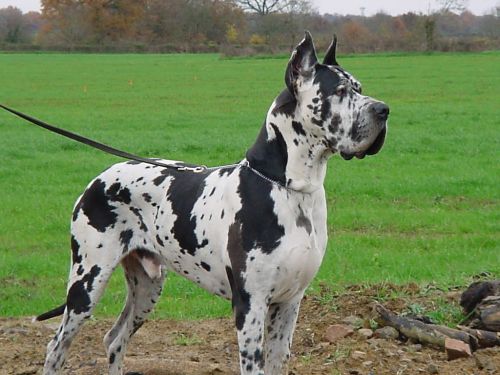 Romeo des geants du bocage