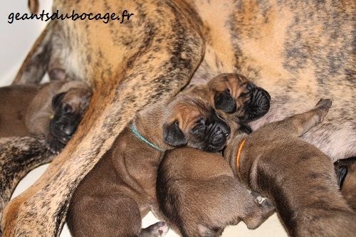 chiot Dogue allemand des geants du bocage