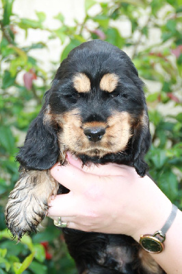 des geants du bocage - Cocker Spaniel Anglais - Portée née le 26/03/2024