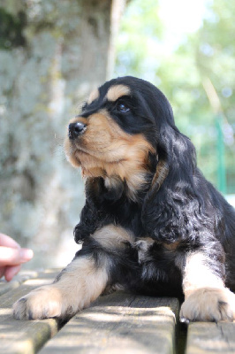 CHIOT Noire et Feu 