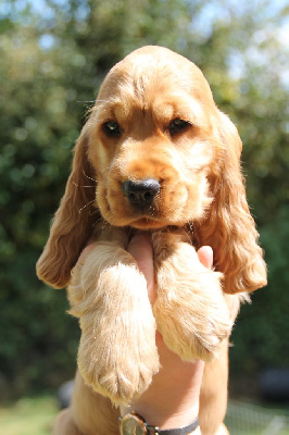 des geants du bocage - Cocker Spaniel Anglais - Portée née le 05/06/2024