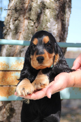 CHIOT Noir/feu 