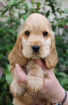 des geants du bocage - Cocker Spaniel Anglais - Portée née le 26/03/2024