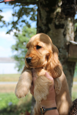 CHIOT Golden collier bleu