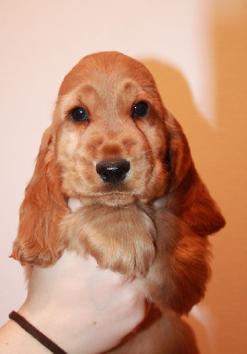 des geants du bocage - Cocker Spaniel Anglais - Portée née le 15/10/2024