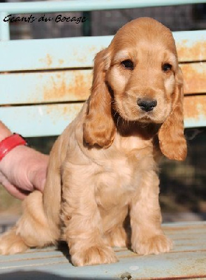 CHIOT Golden