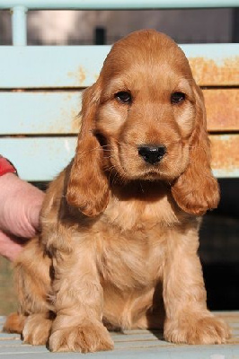 CHIOT Golden Queue écourté