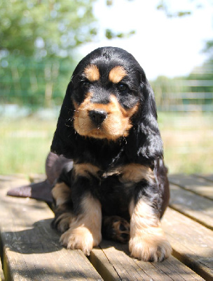 CHIOT Noire et Feu 