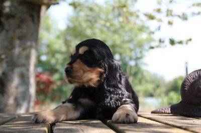 CHIOT Noire et Feu 