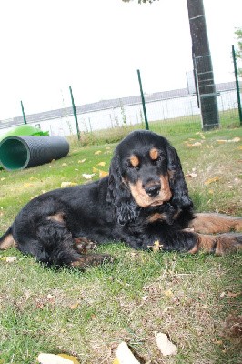 CHIOT Noir et Feu