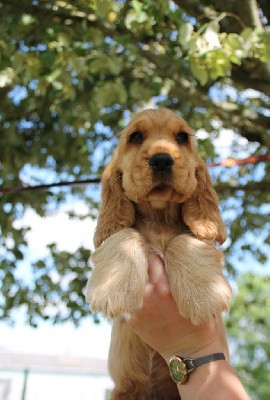 CHIOT Golden collier bleu