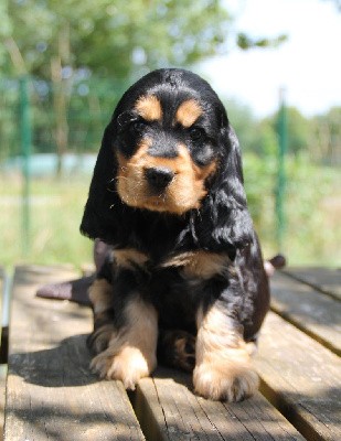 CHIOT Noire et Feu 