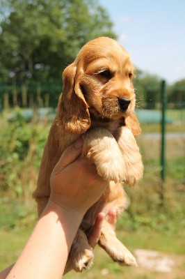 CHIOT Golden