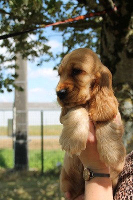 CHIOT Golden collier bleu