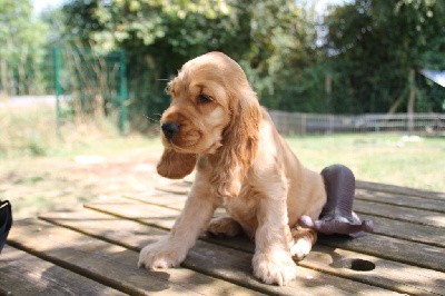 CHIOT Golden collier noir