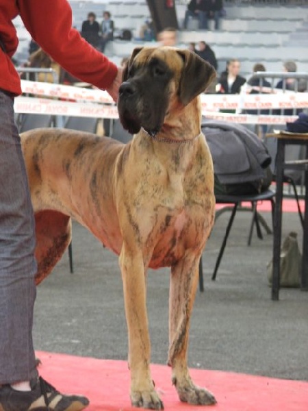 Umbra des geants du bocage