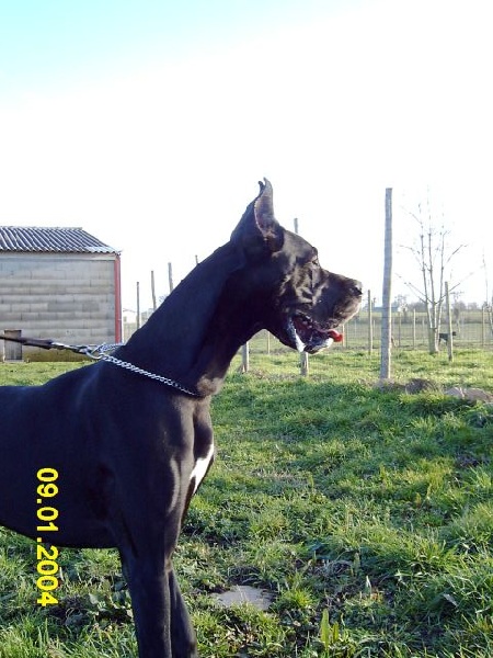 Thia des geants du bocage