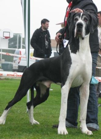 Artemis des geants du bocage