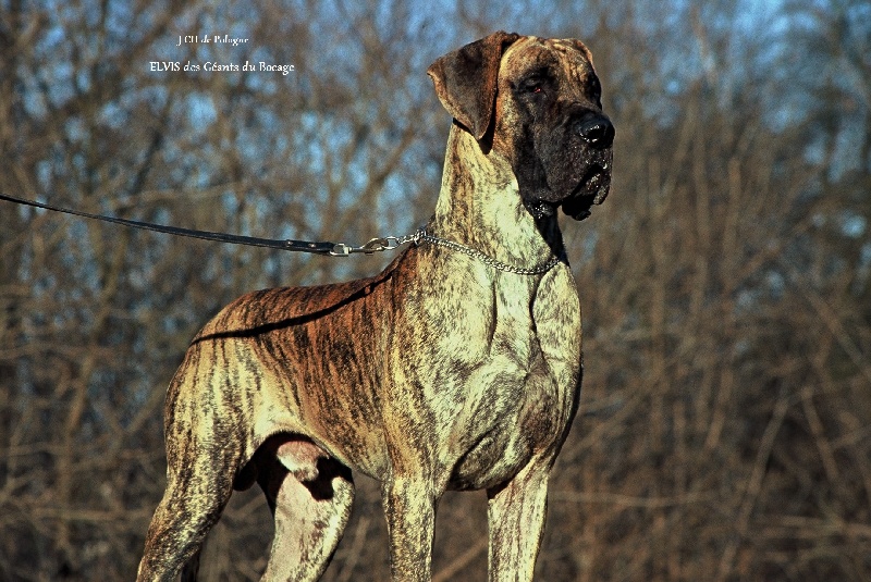 CH. Elvis des geants du bocage
