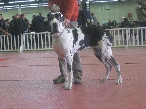 Hytheas des geants du bocage