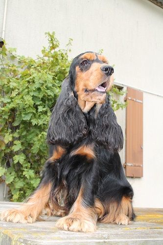 Griotte des geants du bocage