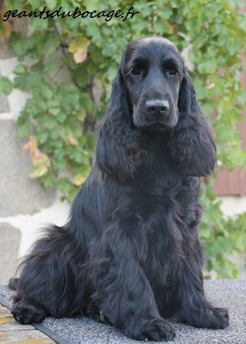 Magie noire des geants du bocage
