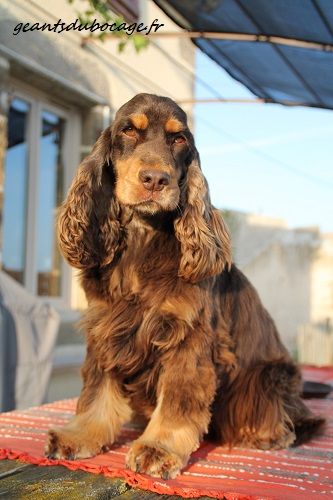 Idée folle du marais poitevin