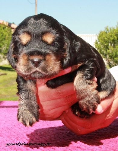 des geants du bocage - Cocker Spaniel Anglais - Portée née le 16/05/2021