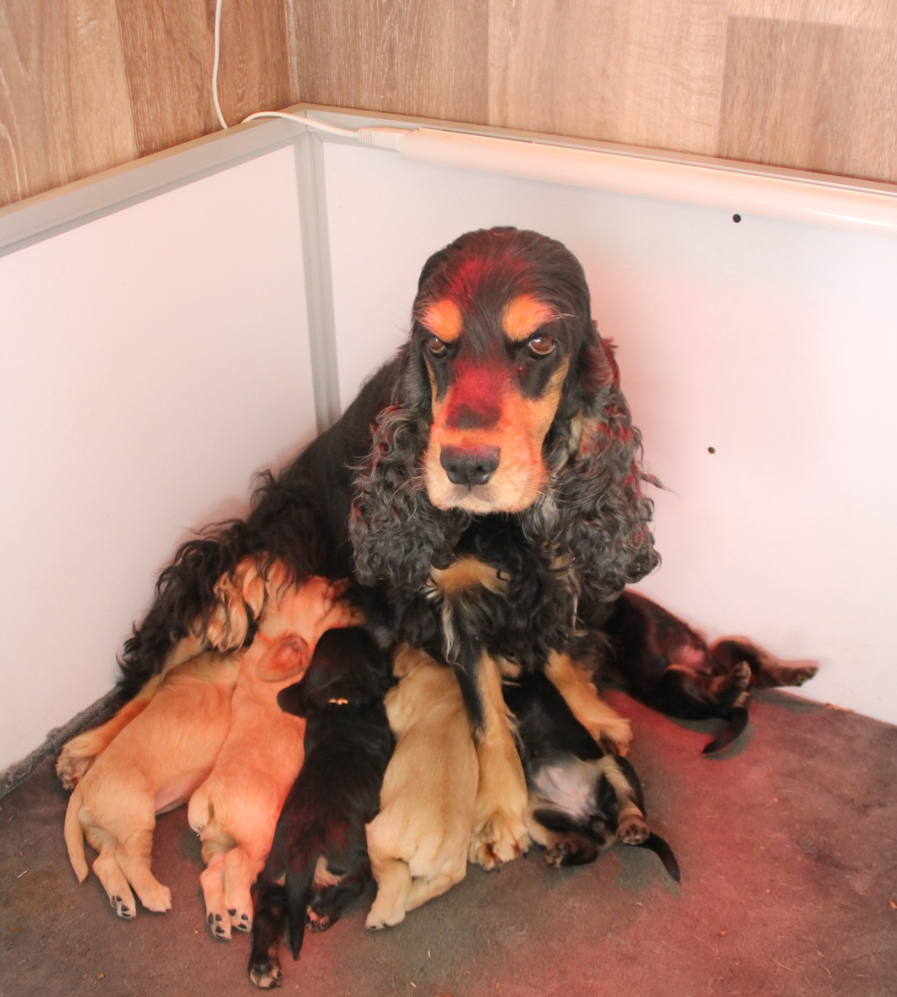 Chiot Cocker Spaniel Anglais des geants du bocage