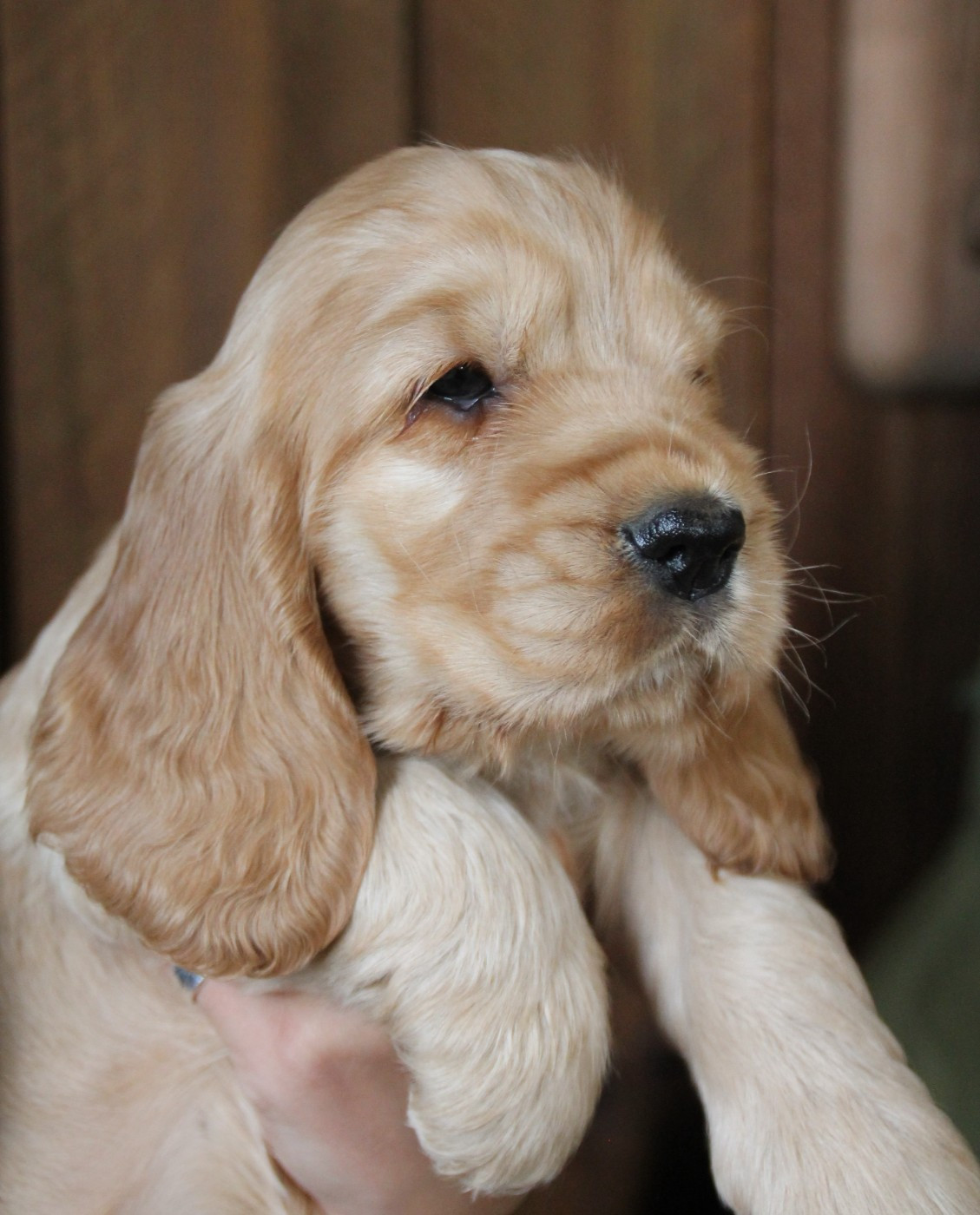 des geants du bocage - Chiots disponibles - Cocker Spaniel Anglais