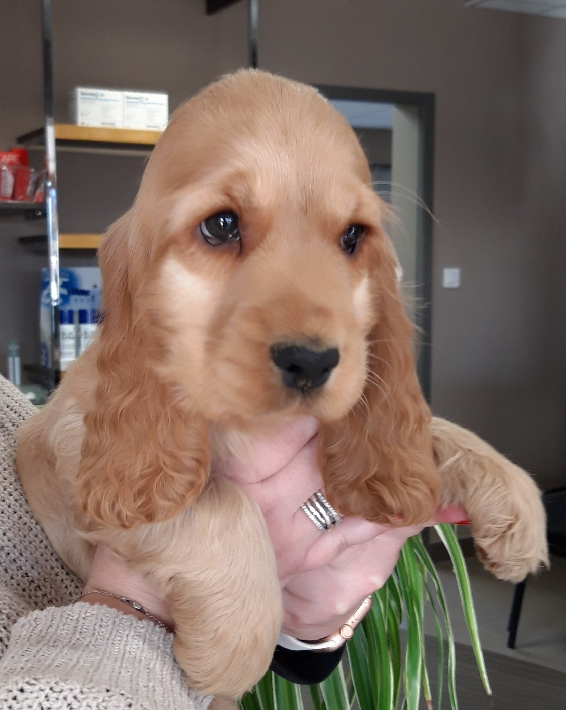 des geants du bocage - Chiots disponibles - Cocker Spaniel Anglais