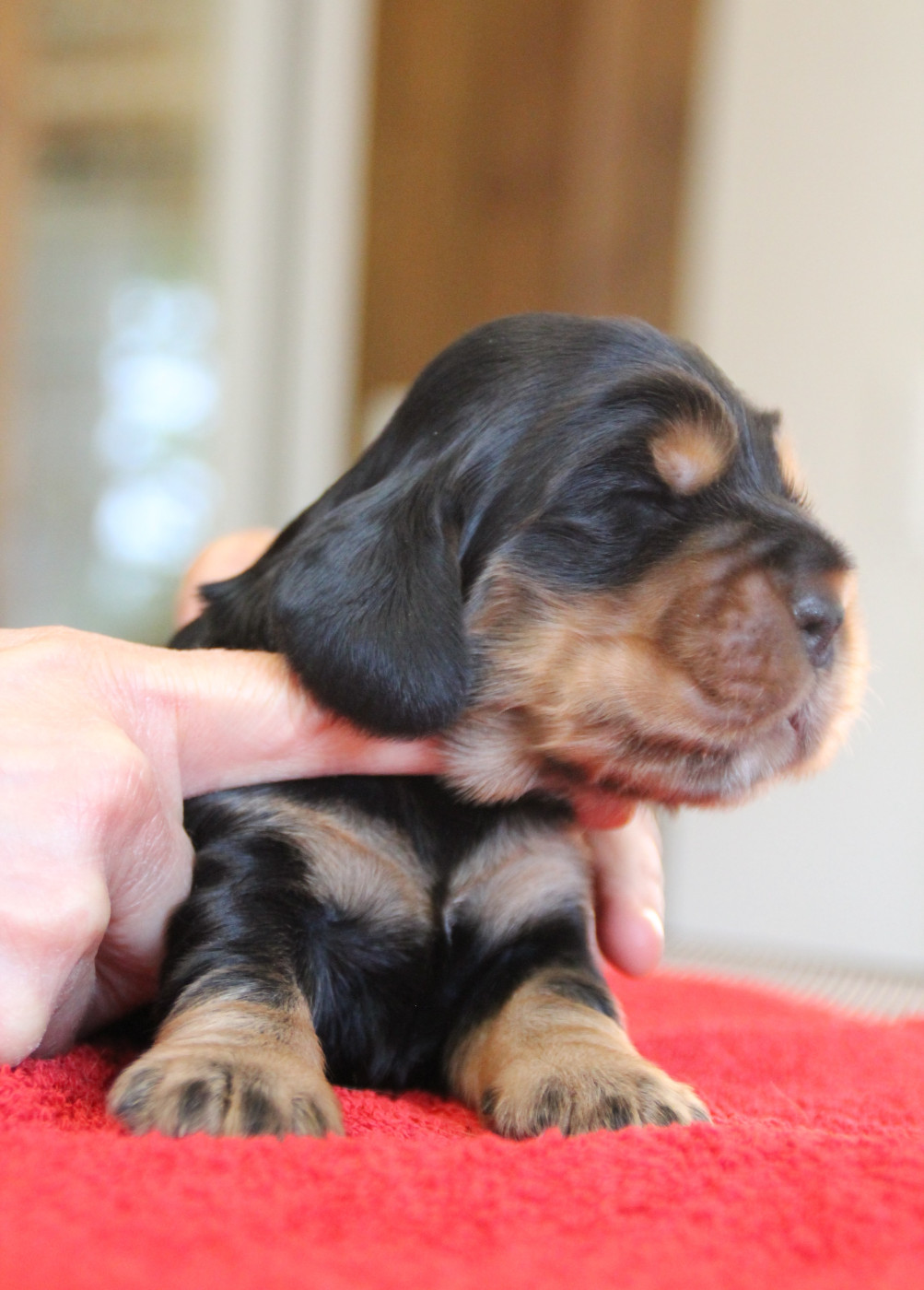 des geants du bocage - Chiots disponibles - Cocker Spaniel Anglais