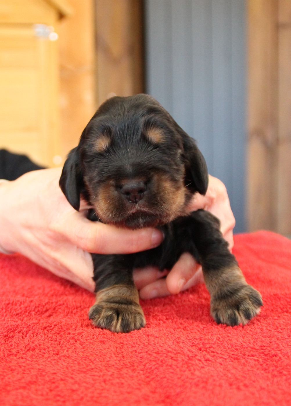 des geants du bocage - Chiots disponibles - Cocker Spaniel Anglais