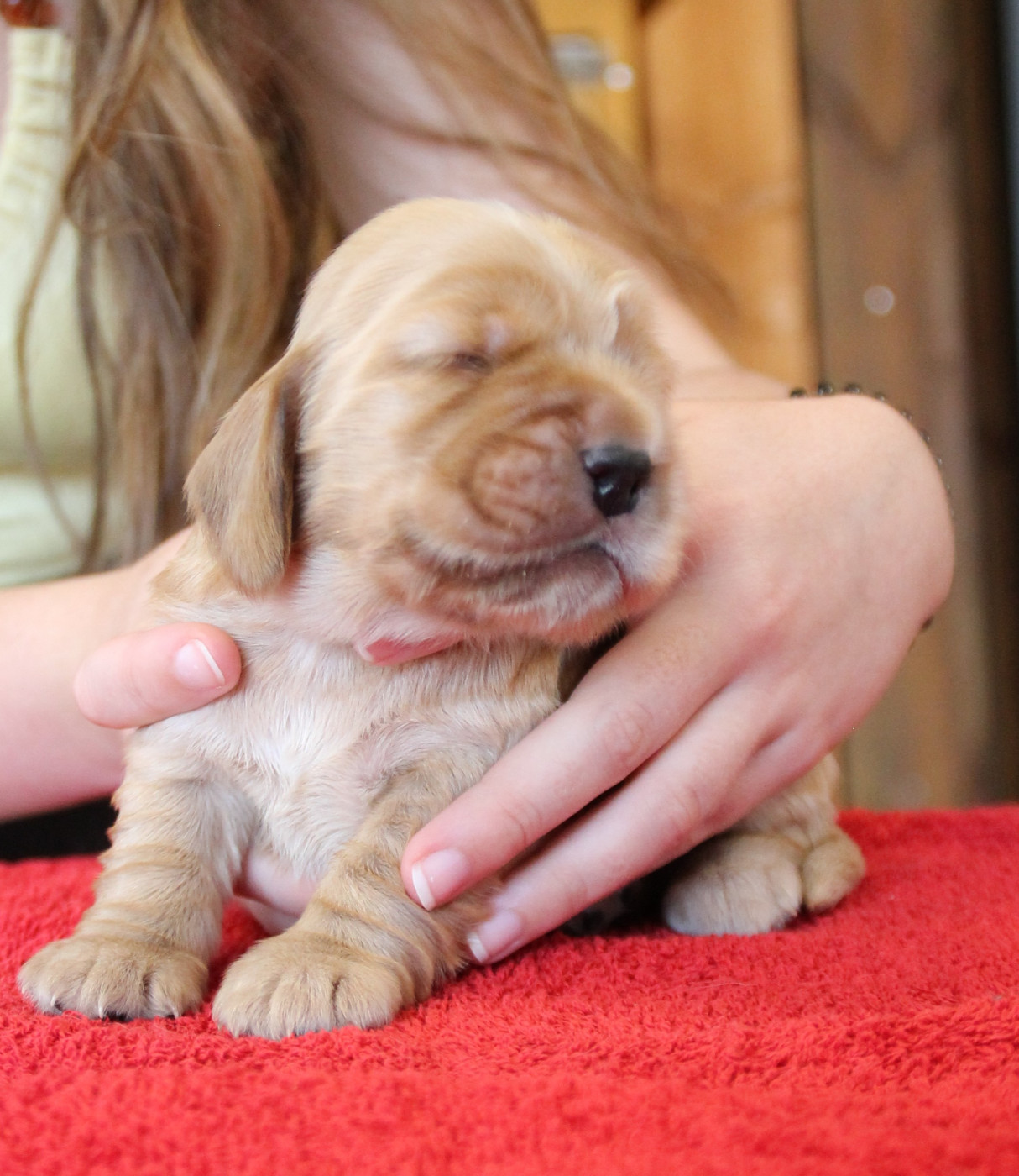des geants du bocage - Chiots disponibles - Cocker Spaniel Anglais