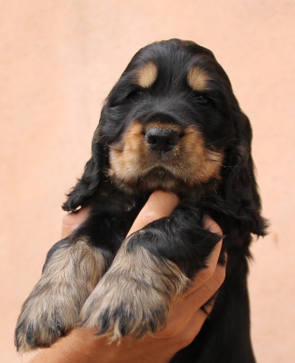 des geants du bocage - Chiots disponibles - Cocker Spaniel Anglais