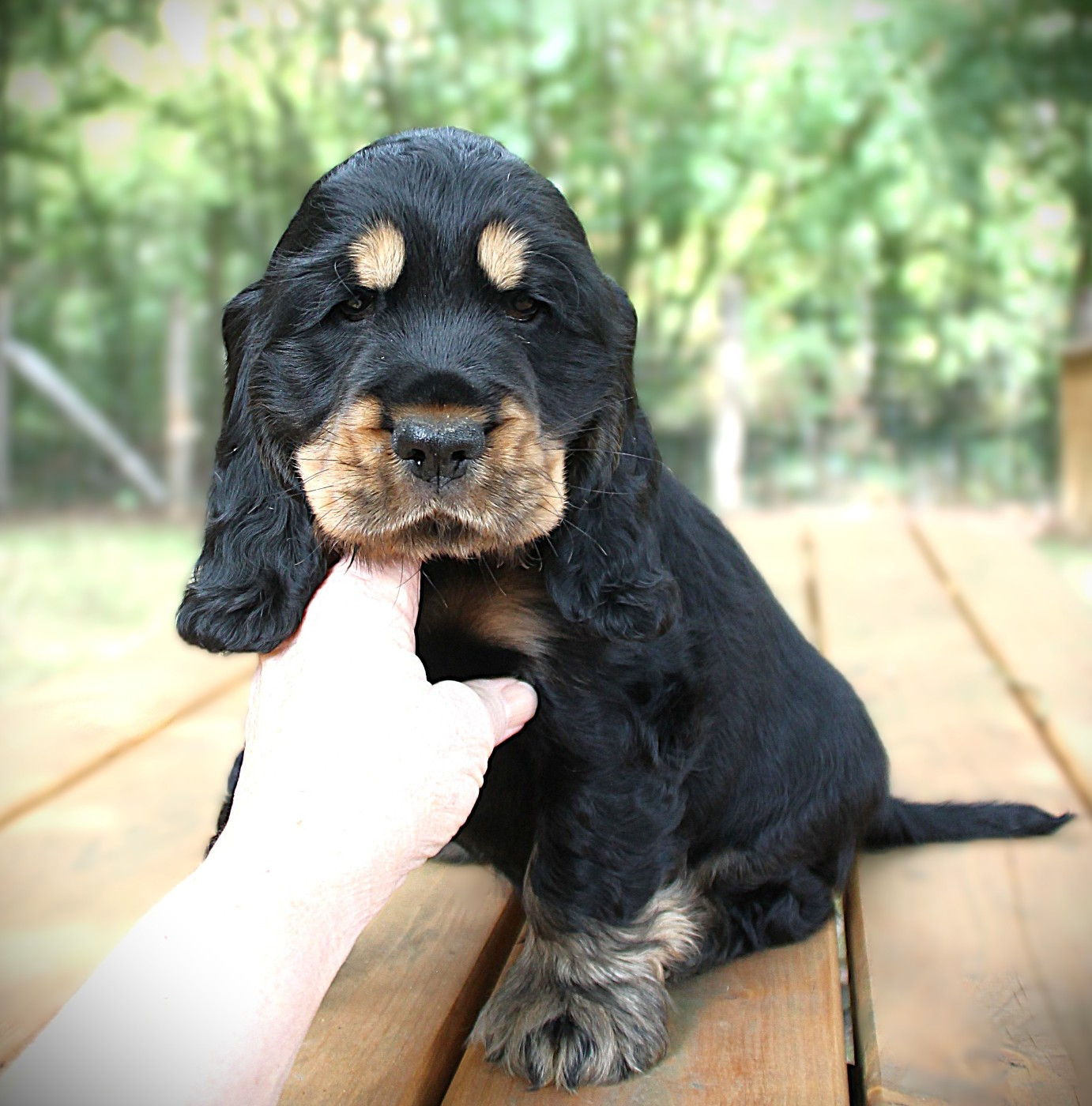des geants du bocage - Chiots disponibles - Cocker Spaniel Anglais