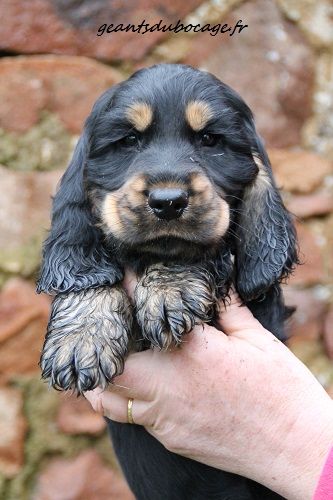 des geants du bocage - Cocker Spaniel Anglais - Portée née le 28/12/2017