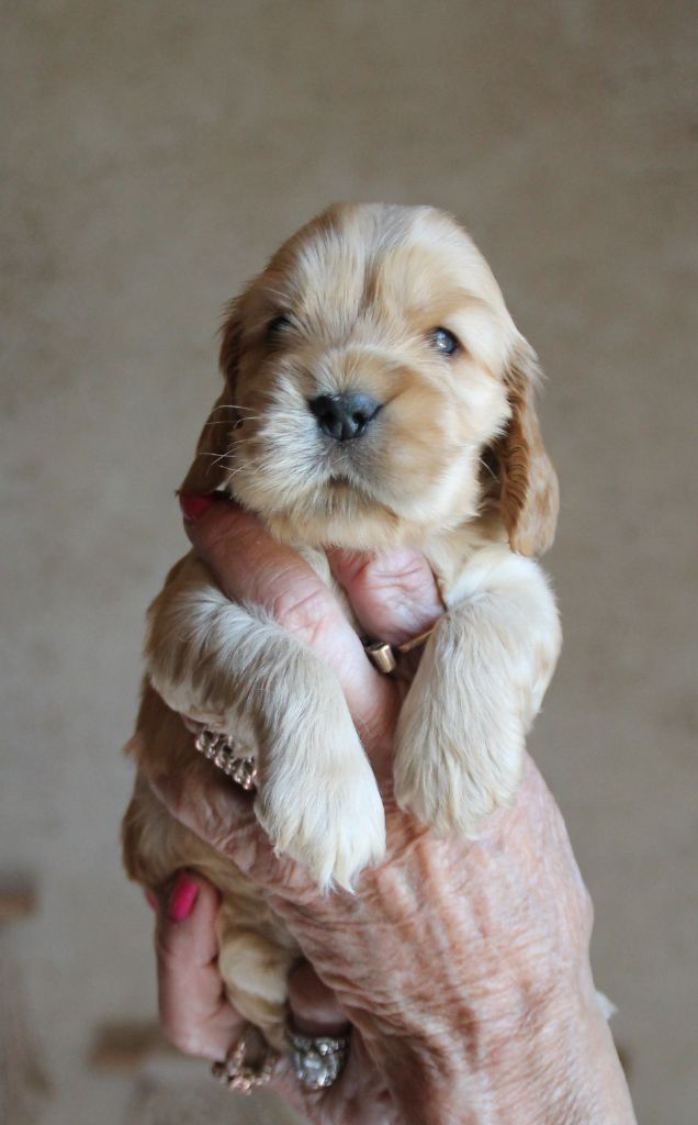 des geants du bocage - Chiots disponibles - Cocker Spaniel Anglais