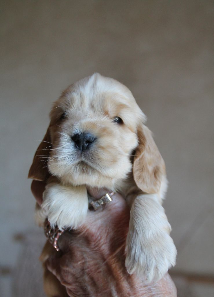 des geants du bocage - Chiots disponibles - Cocker Spaniel Anglais