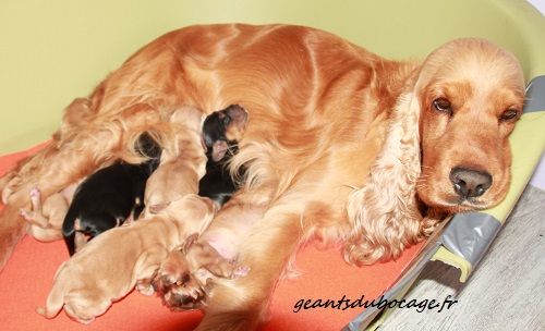des geants du bocage - Cocker Spaniel Anglais - Portée née le 05/04/2020