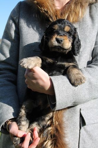 des geants du bocage - Cocker Spaniel Anglais - Portée née le 15/01/2021