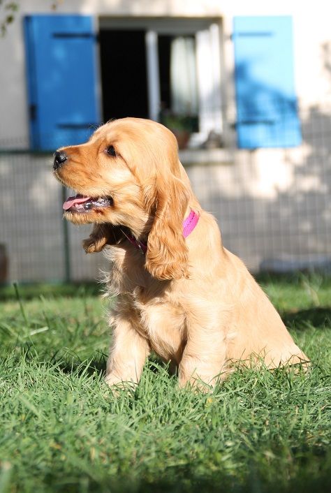 CHIOT URPHEE